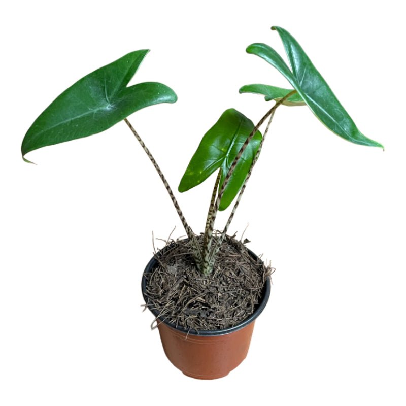 Alocasia Zebrina - Planta.do