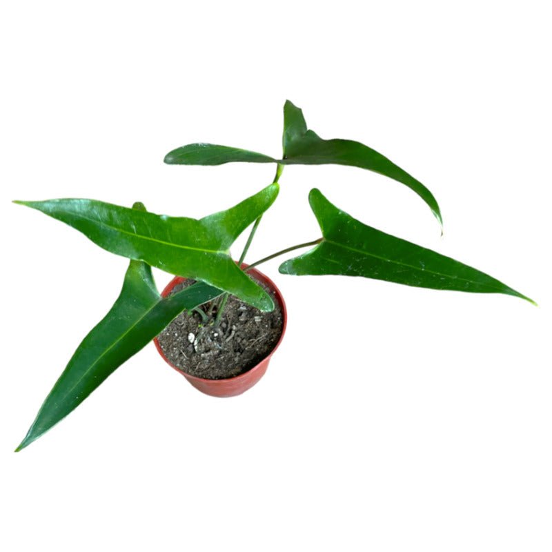 Anthurium Chiapasense - Planta.do