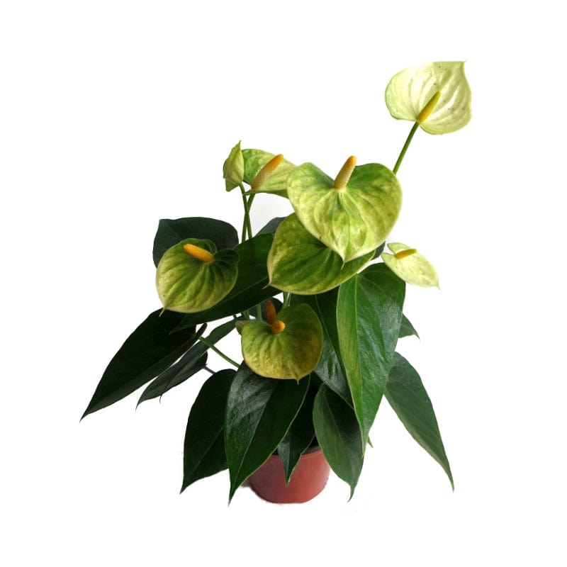 Anturio | Anthurium Andreanum - Planta.do