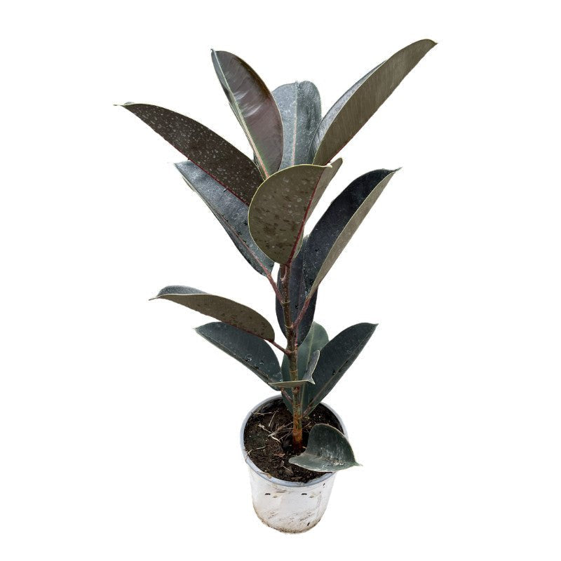 Árbol de Caucho Negro | Ficus Elástica - Planta.do