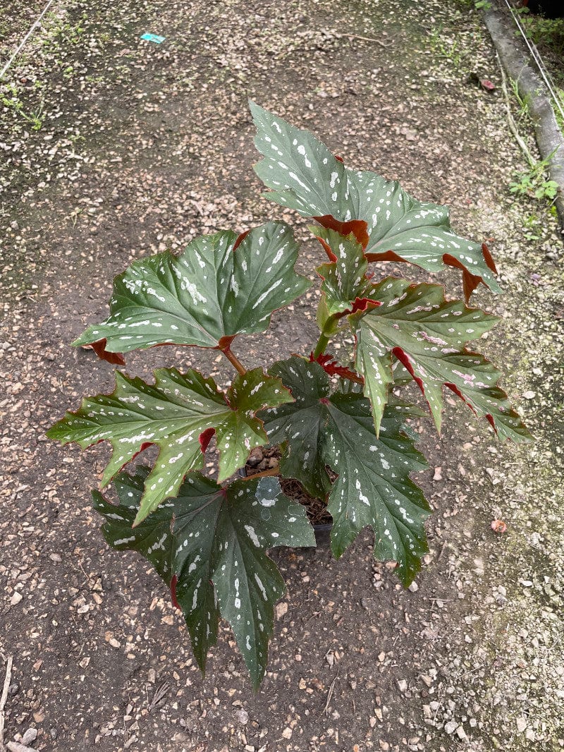 Begonia Alas de Ángel - Planta.do