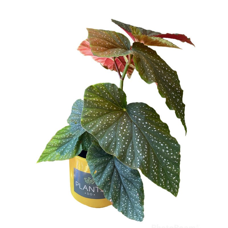Begonia Alas de Ángel - Planta.do