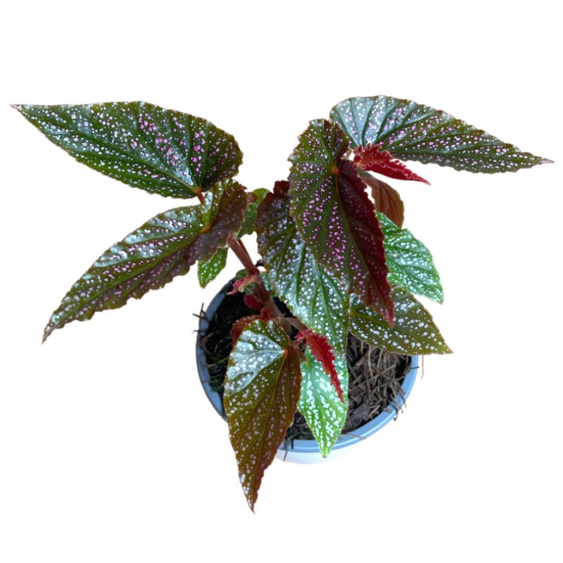 Begonia Alas de Ángel Pink Dot - Planta.do