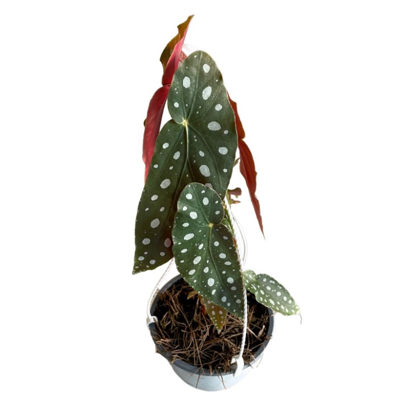 Begonia Alas de Ángel Wightii | Begonia Maculata | Begonia Polka Dot - Planta.do