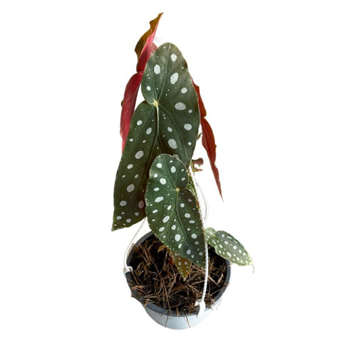 Begonia Alas de Ángel Wightii | Begonia Maculata | Begonia Polka Dot