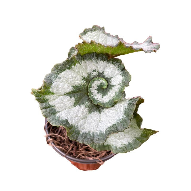 Begonia Caracol - Planta.do