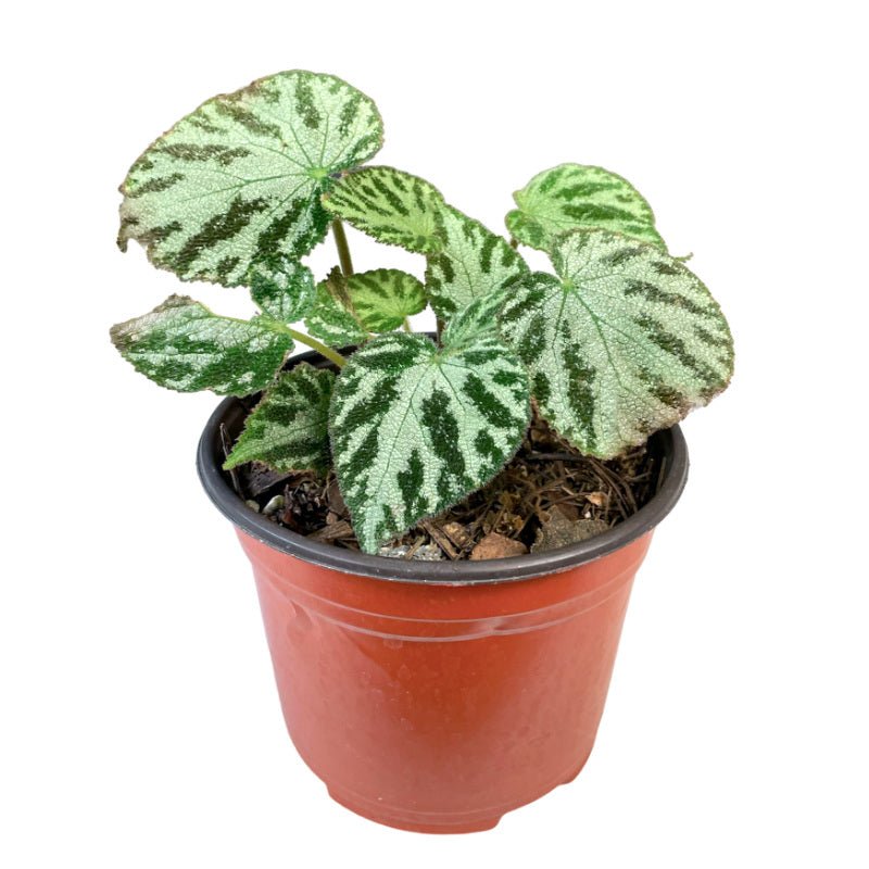 Begonia Imperialis - Planta.do