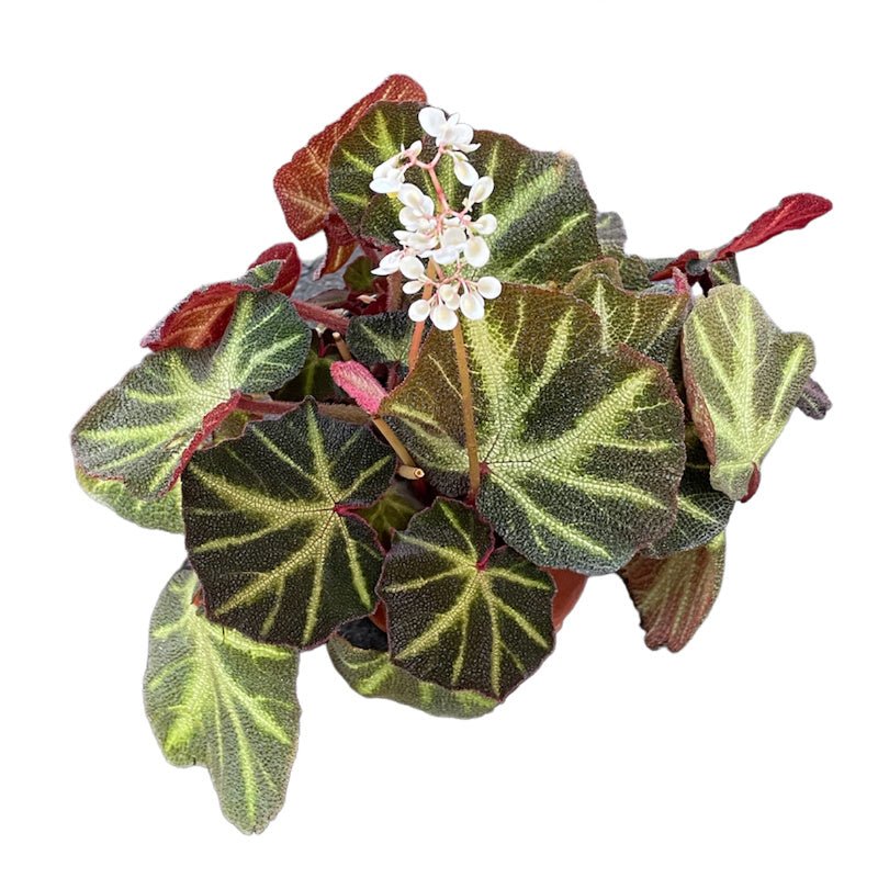 Begonia Reptil - Planta.do