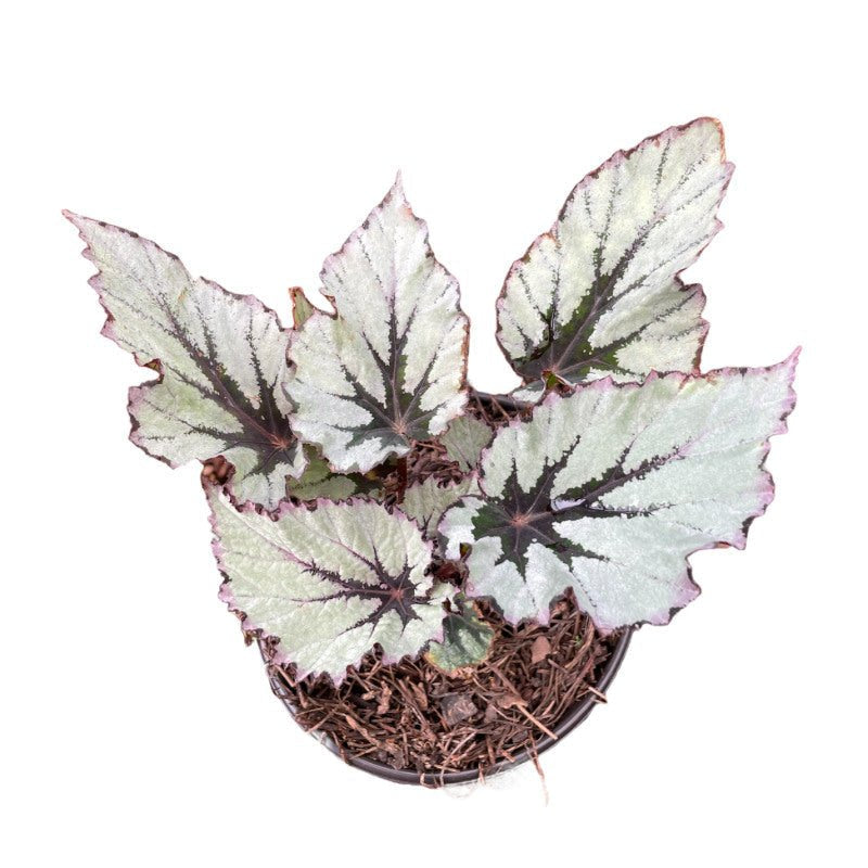 Begonia Rex - Planta.do