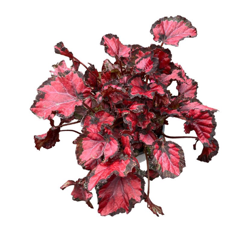 Begonia Rex - Planta.do