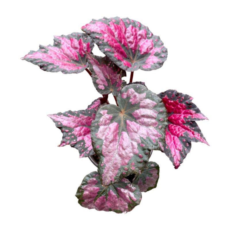 Begonia Shadow King Pink - Planta.do