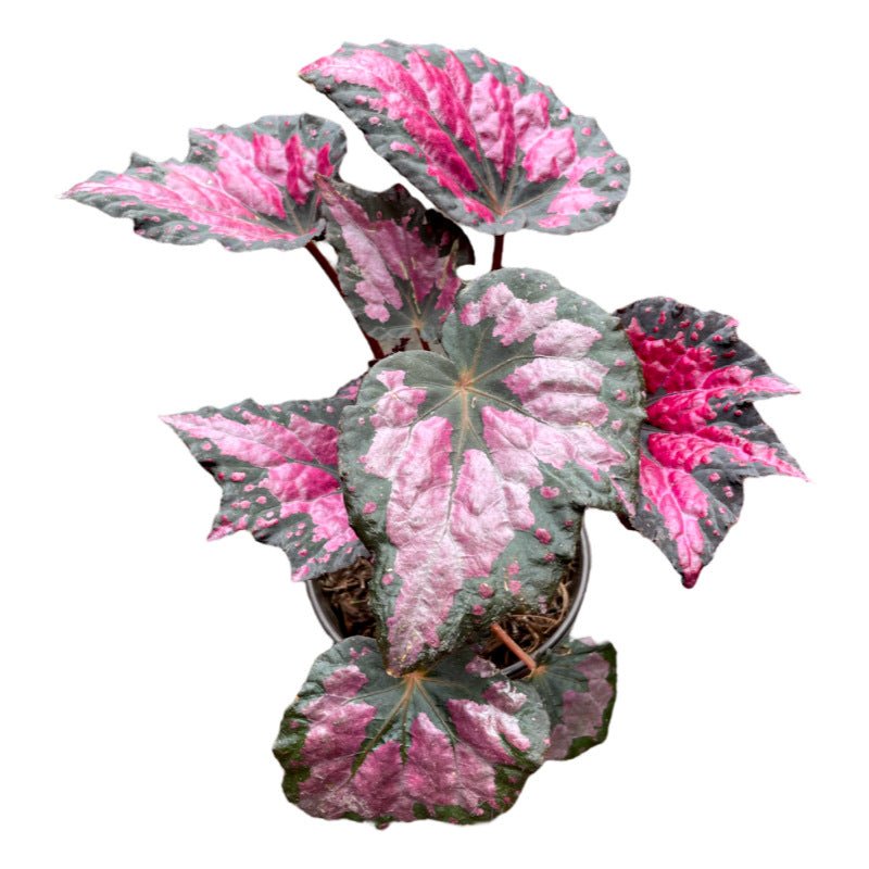 Begonia Shadow King Pink - Planta.do