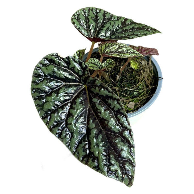 Begonia Variabilis - Planta.do