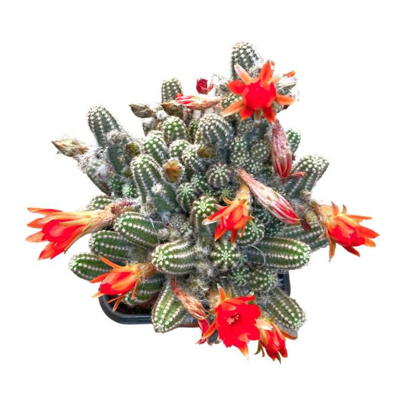 Cactus Cacahuete - Planta.do