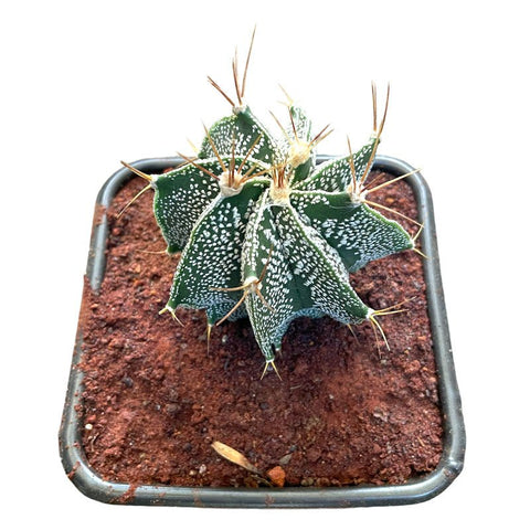 Cactus Capricornio - Planta.do