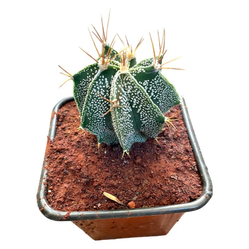 Cactus Capricornio - Planta.do