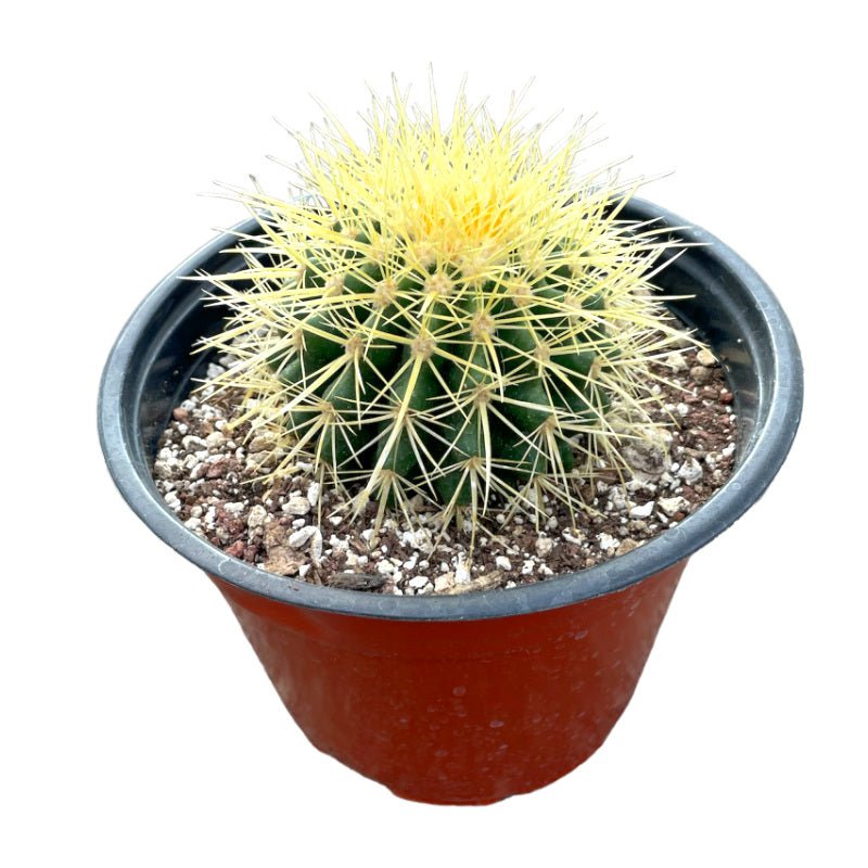 Cactus Erizo - Planta.do