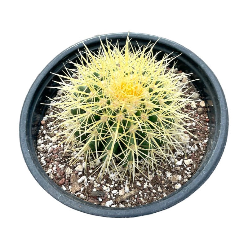 Cactus Erizo - Planta.do