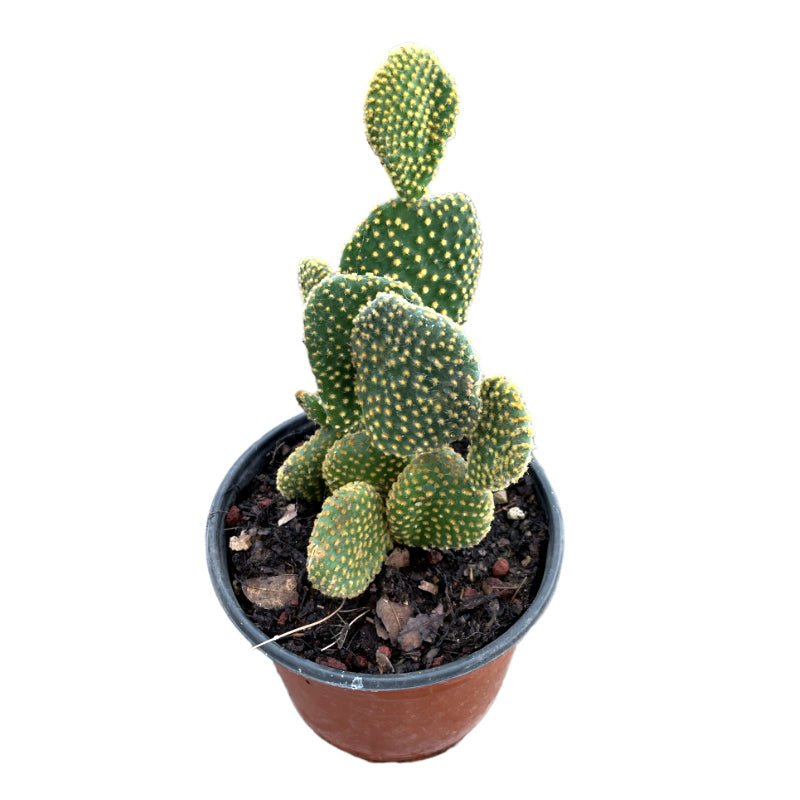 Cactus Orejas de Conejo | Opuntia Microdasys - Planta.do