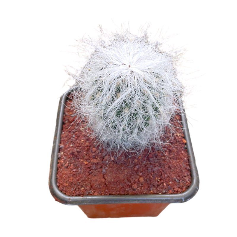 Cactus Viejito | Cephalocereus Senilis - Planta.do