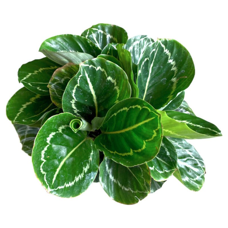 Calathea Green Beauty – Plantado