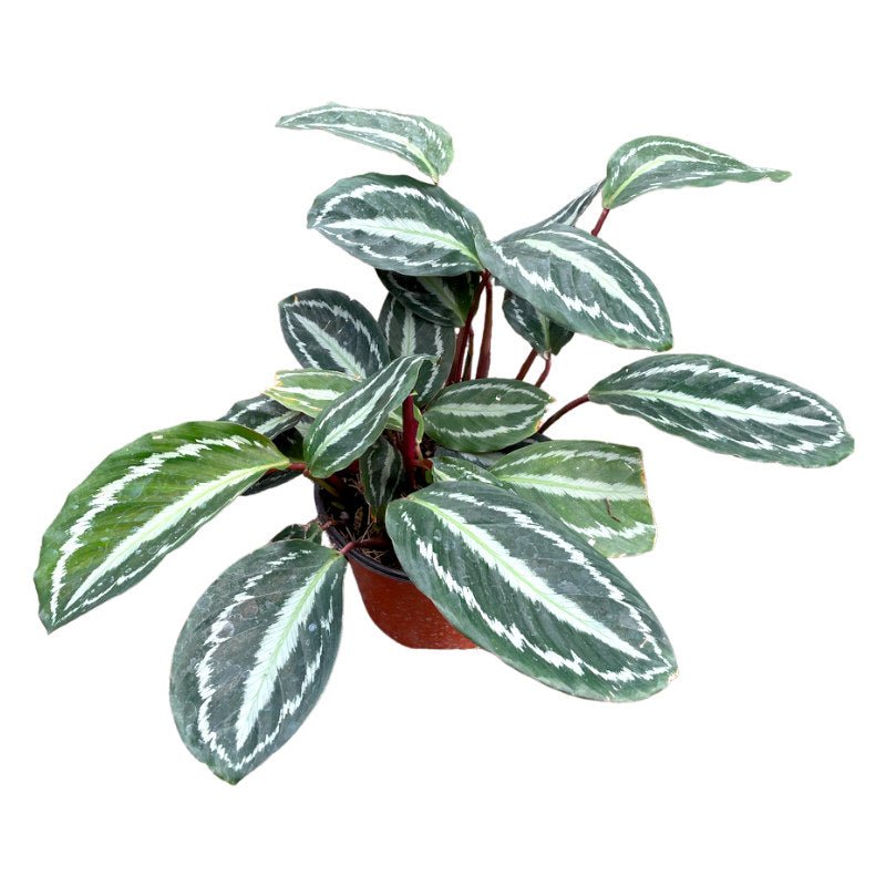 Calathea Roseopicta - Planta.do