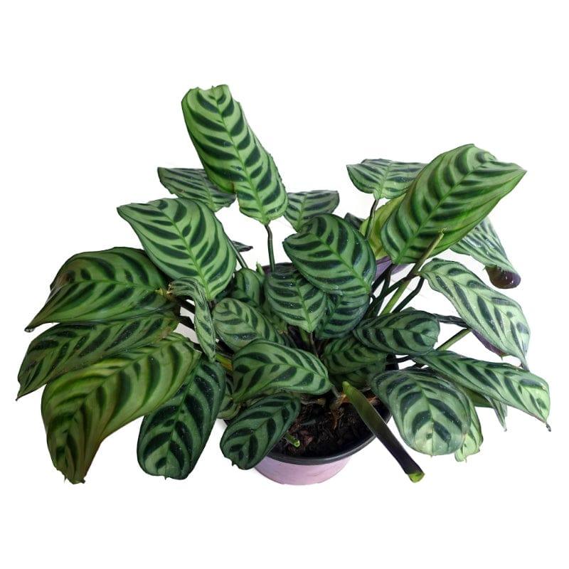 Plante Calathea | Ctenanthe Burle-Marxii Amabilis