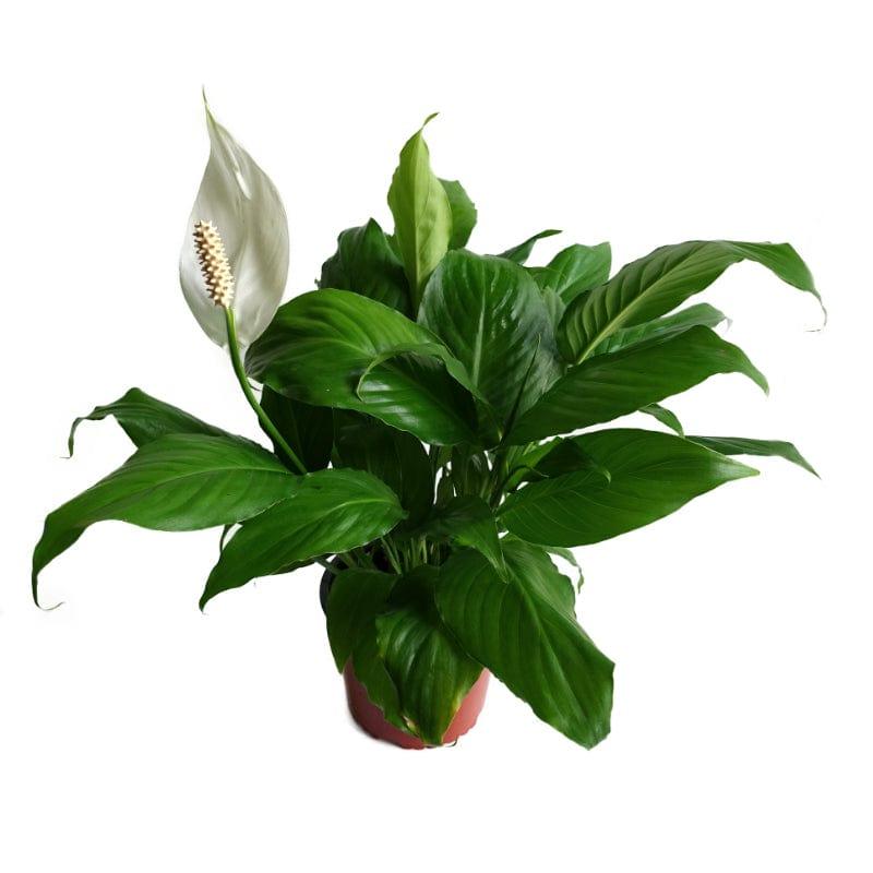 Cuna de Moisés | Lirio de Paz | Spathyphyllum 6" - Planta.do