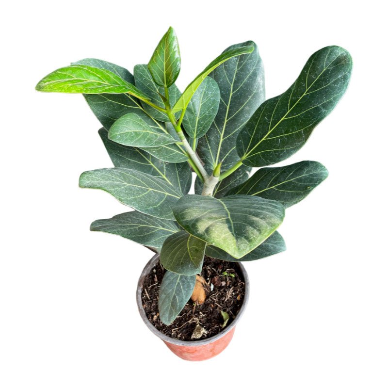 Ficus Audrey - Planta.do