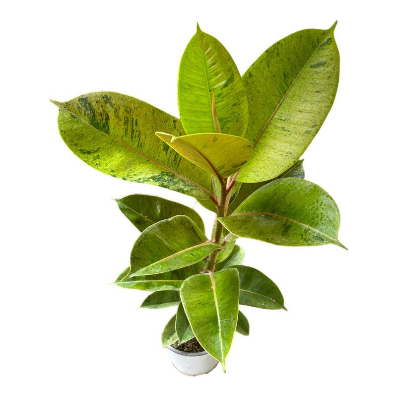 Ficus Shiveriana - Planta.do