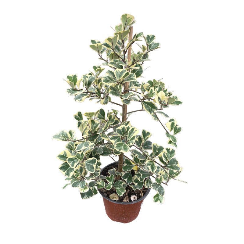 Ficus Traingularis - Planta.do