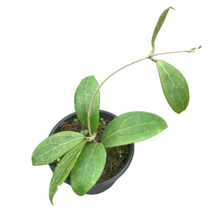 Hoya Camphorifolia - Planta.do