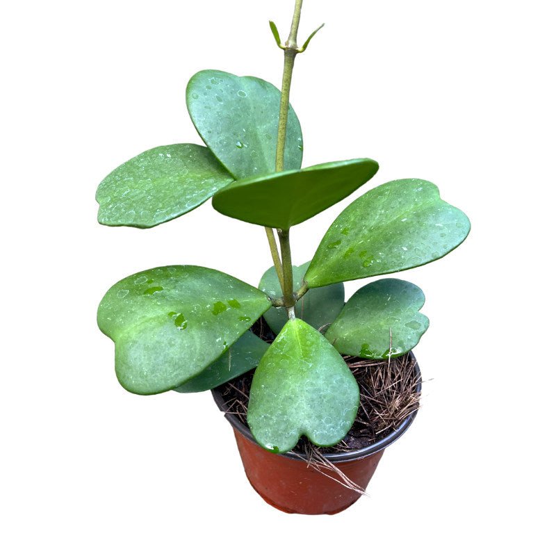 Hoya Kerrii - Planta.do