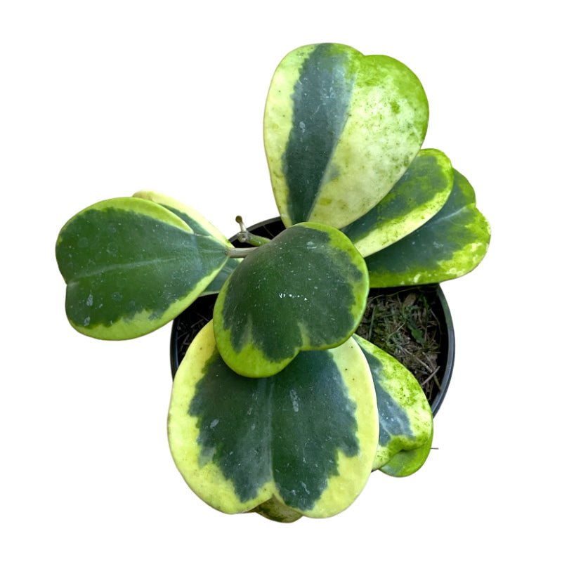 Hoya Kerrii Variegada - Planta.do