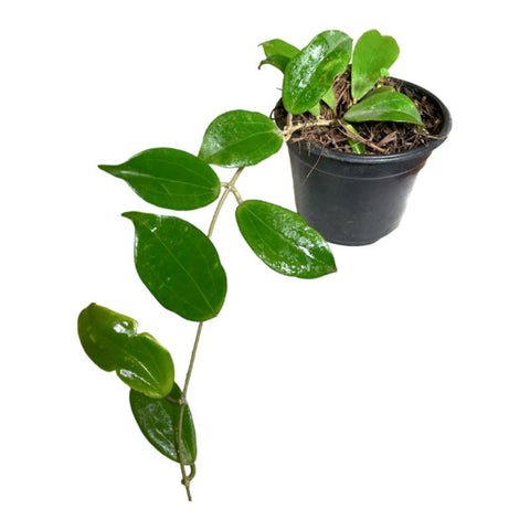 Hoya Neobudica - Planta.do