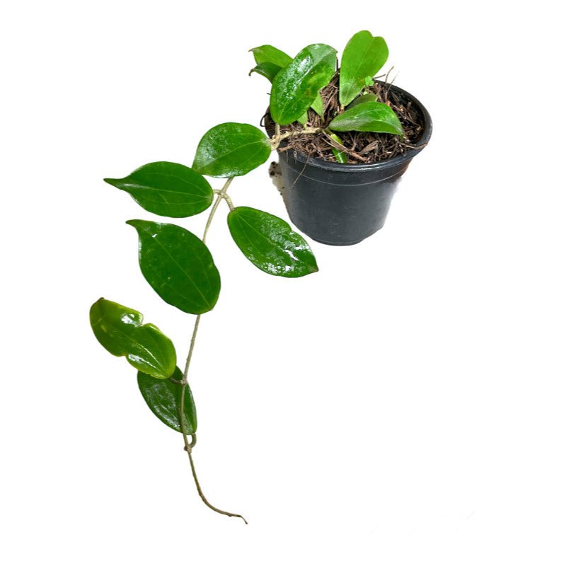 Hoya Neobudica - Planta.do