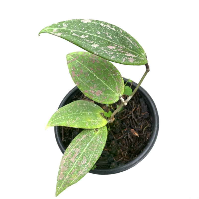 Hoya Wibergeae - Planta.do