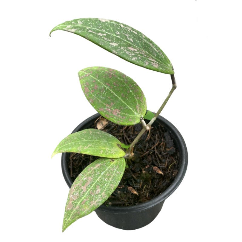 Hoya Wibergeae - Planta.do