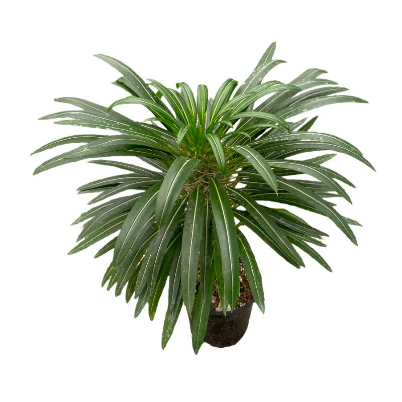 Palma de Madagascar | Pachipodium - Planta.do