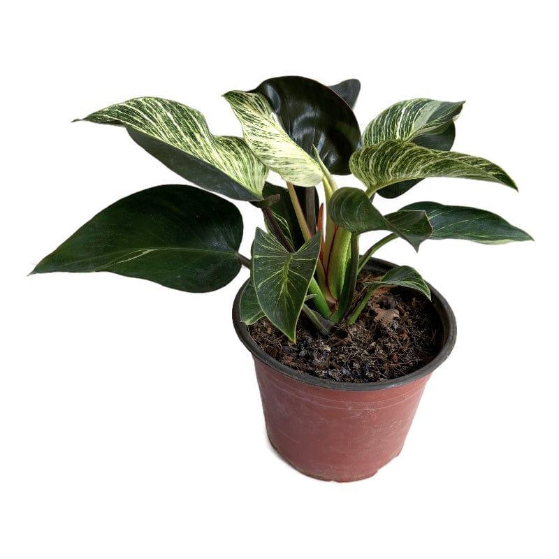 Philodendron Birkin | Filodendro White Measure - Planta.do