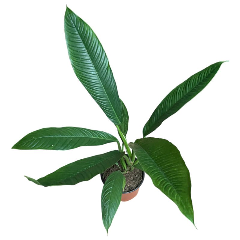 Philodendron Campii | Filodendro Lynette - Planta.do