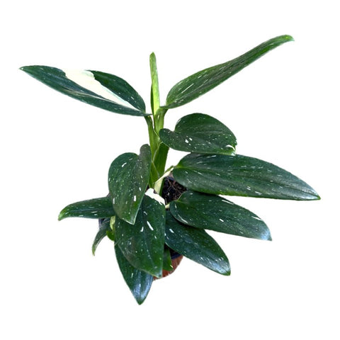 Philodendron Cobra Variegado | Monstera Standleyana - Planta.do
