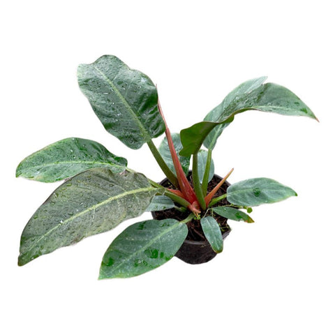 Philodendron Imperial Red 6” - Planta.do