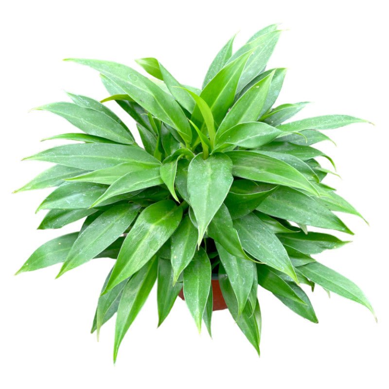 Philodendron Little Phil - Planta.do