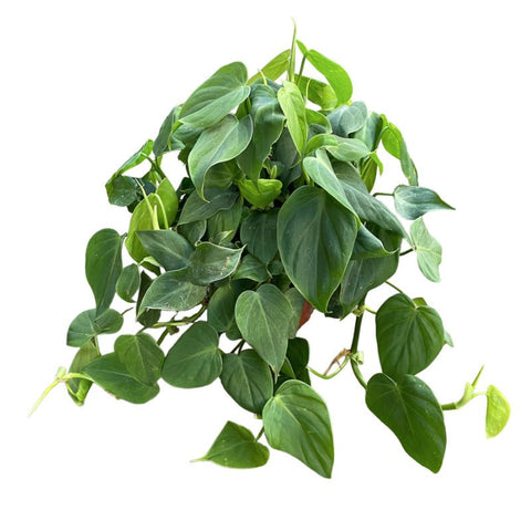 Philodendron Micans Verde - Planta.do