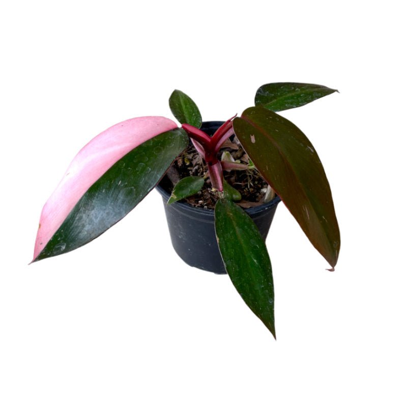 Philodendron Pink Princess | Filodendro Erubescens - Planta.do