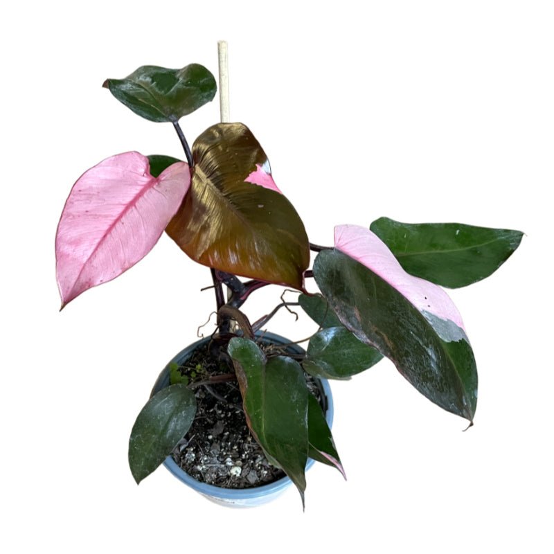 Philodendron Pink Princess | Filodendro Erubescens - Planta.do