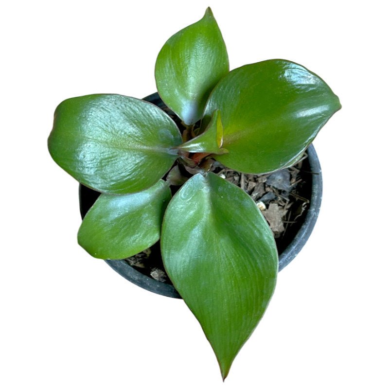 Philodendron Red Heart - Planta.do