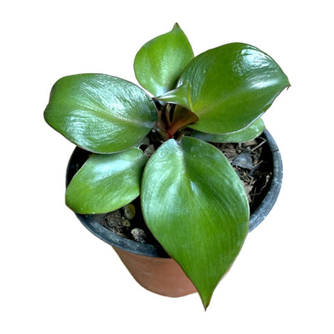 Philodendron Red Heart - Planta.do