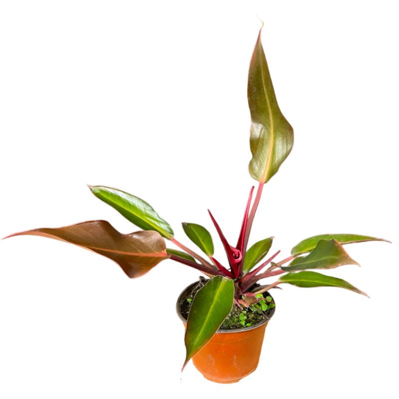 Philodendron Red King - Planta.do